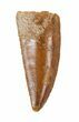 Serrated, Raptor Tooth - Morocco #57924-1